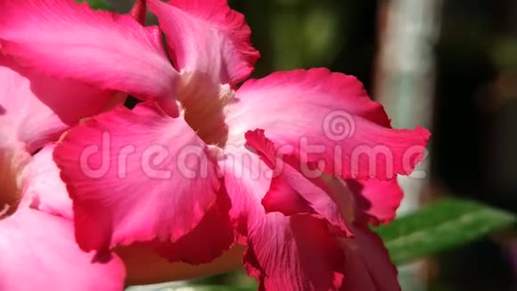 沙漠玫瑰或扁桃体自然模糊背景上美丽的粉红色花视频的预览图