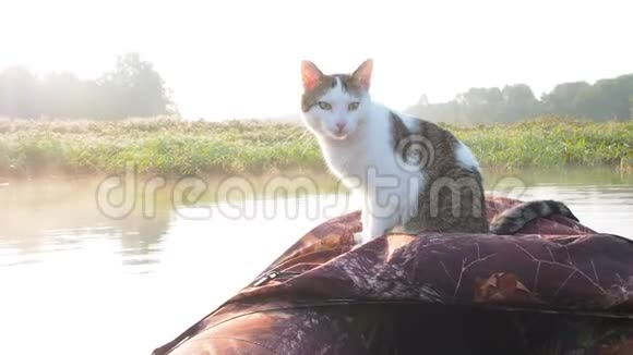 在河上的充气船上洗猫一只可爱的猫坐在充气皮艇里和它一起休息视频的预览图