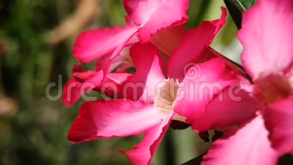 沙漠玫瑰或扁桃体自然模糊背景上美丽的粉红色花视频的预览图