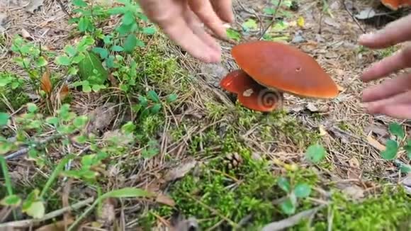 收集蘑菇一个蘑菇走近牛肝菌菇把它撕下来秋天的冬菇林视频的预览图