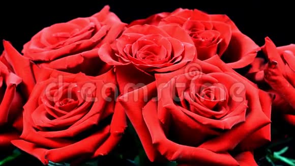红玫瑰绽放视频的预览图