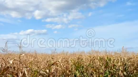 玉米田和蓝天白云农业玉米地栽培的成熟玉米视频的预览图