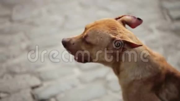 斑斑褐色的狗视频的预览图