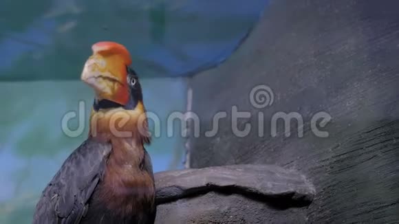 菲律宾角鸟的肖像视频的预览图