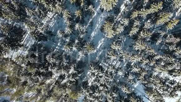 冬季云杉和松林的高空俯视天桥拍摄白雪覆盖的树木日出日落视频的预览图