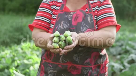 女人拿着刚收获的黄瓜有机食品健康营养和收获的理念视频的预览图