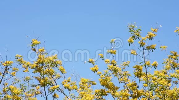 黄色的花朵盛开蝴蝶和昆虫飞舞视频的预览图