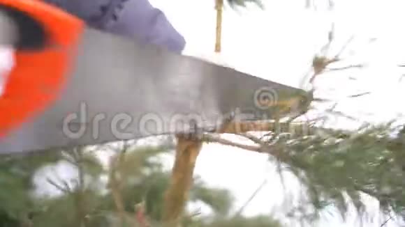 在冬天的雪园里用锯子剪松枝为圣诞快乐新年快乐视频的预览图