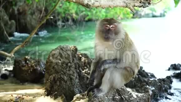 泰国海滩上的猴子视频的预览图