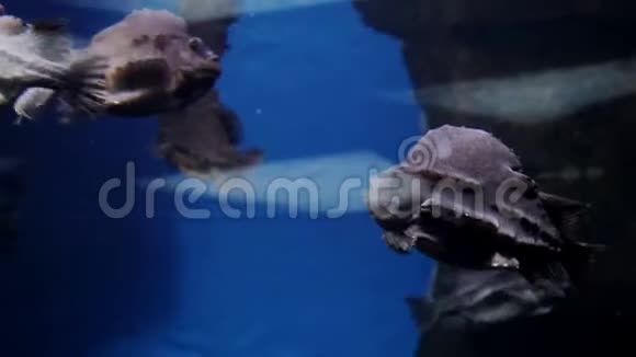 海洋中水下鱼类的特写镜头外来海洋动物视频的预览图