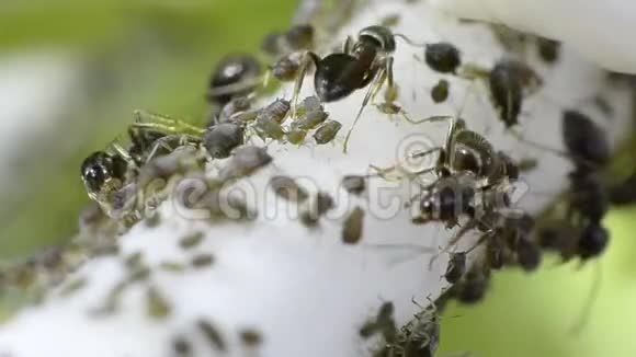 蚂蚁在花上生长蚜虫视频的预览图