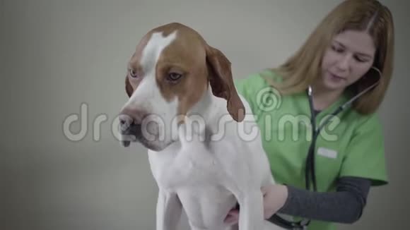 兽医诊所的英文肖像画退伍军人妇女用一只狗和一只狗一起做一次医疗检查视频的预览图