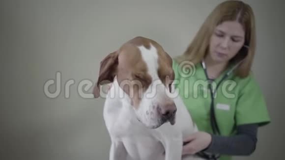 兽医诊所的英文指针狗画像兽医用听诊器对狗进行医疗检查视频的预览图