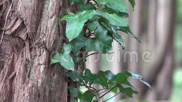 落叶植物在树干上视频的预览图