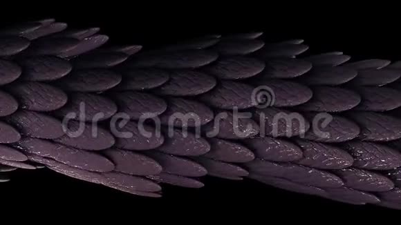 在黑色背景上被粘性物质覆盖的许多羽毛的优雅紫色移动管无缝的环视频的预览图