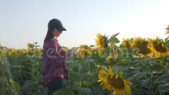 农民女孩在向日葵田用平板电脑检查盛开的向日葵计划收获农业概念视频的预览图