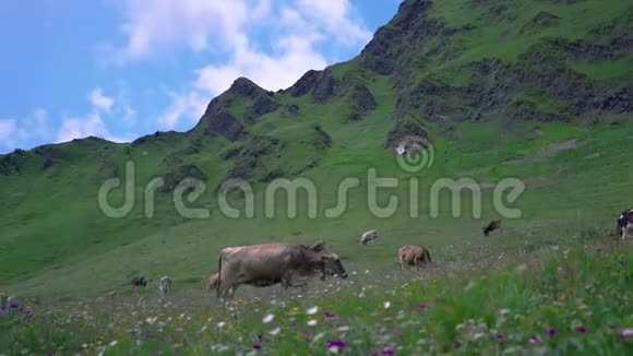 瑞士高山上的牛视频的预览图