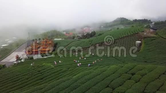 台湾阿里山地区采集乌龙茶叶种植工人雾天空中景色视频的预览图