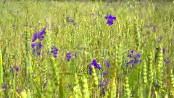 一片鲜花狂野的浮手野花视频的预览图