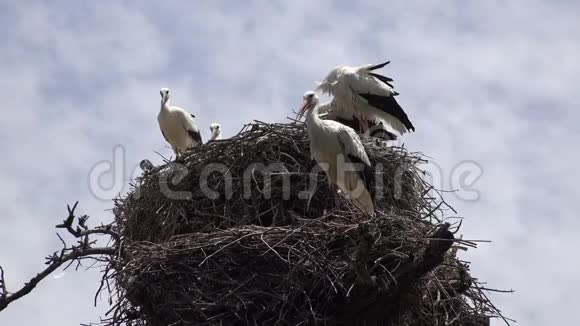 鹳巢和野生鸟类视频的预览图