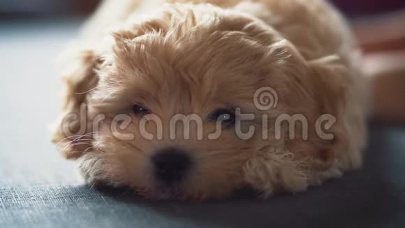 灰色沙发上的小可爱奶油小狗视频的预览图