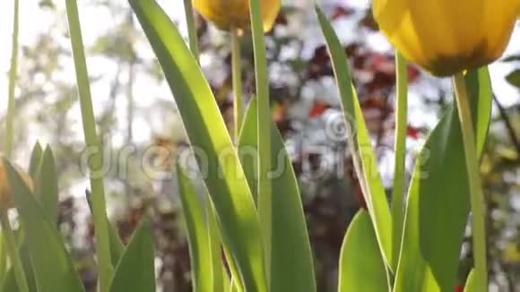 美丽的黄色郁金香在春天的花园里生长视频的预览图