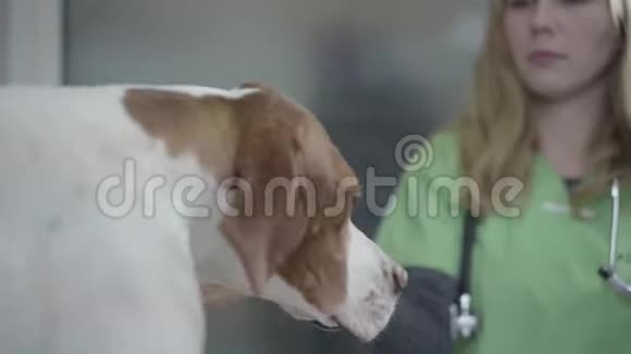 兽医诊所的英文指针狗画像兽医女人用一只漂亮的狗和一只视频的预览图