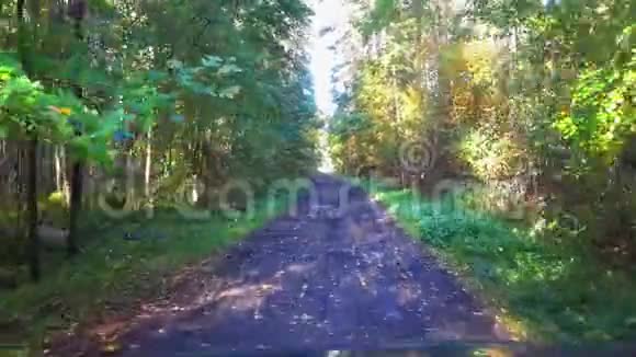 车辆沿美丽的秋林路行驶POV汽车驾驶镜头视频的预览图