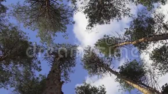 高耸的松树视频的预览图