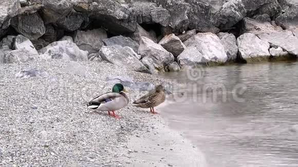 有趣的鸭子正沿着石岸散步视频的预览图