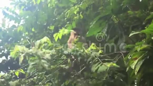 在热带雨林的树枝上行走的卡布钦猴子视频的预览图