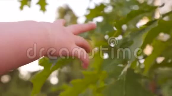 宝贝的手试图到达绿叶人性与自然生态生活孩子手臂碰树特写镜头慢动作视频的预览图