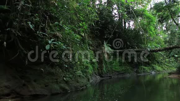 棕色热带森林溪流或河流有茂盛的绿色植被和倒下的树视频的预览图