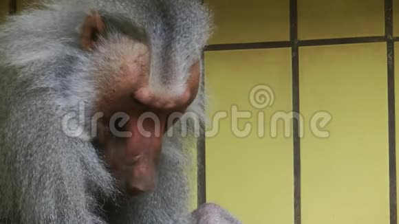 动物园里的狒狒动物视频的预览图