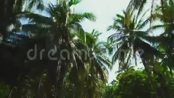 在椰子棕榈树的皇冠下骑在阳光明媚的蓝天下异国海岛自然底部向上视图视频的预览图