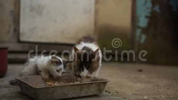 无家可归的肮脏和生病的猫和小猫从金属碗里吃东欧无家可归的动物问题动物视频的预览图