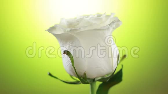 白玫瑰花旋转特写绿色背景爱的象征情人节卡片设计视频的预览图