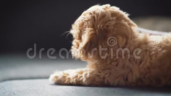 灰色沙发上的小可爱奶油小狗视频的预览图