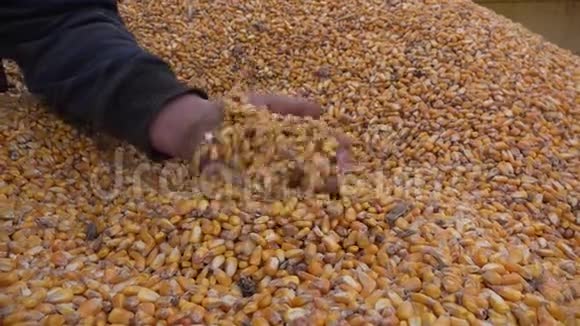 农夫手里拿着玉米粒视频的预览图