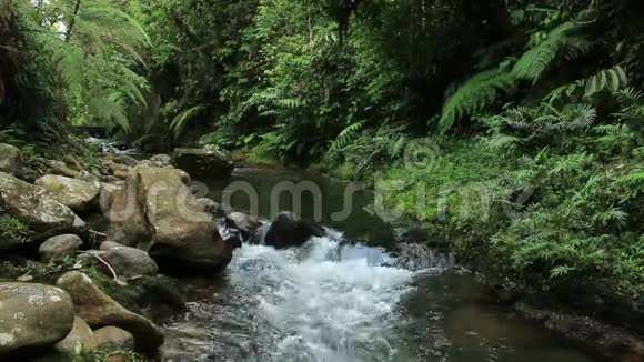 清澈的棕色热带森林溪流或河流有茂盛的绿色植被和大的大胆视频的预览图