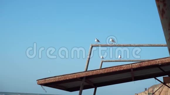 在海滩上在一个破旧的被摧毁的亭子树冠金属结构的屋顶上4只海鸥坐在管道上视频的预览图
