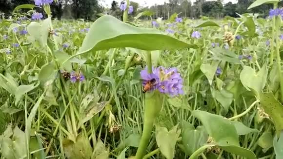 蜜蜂在水葫芦里飞翔视频的预览图