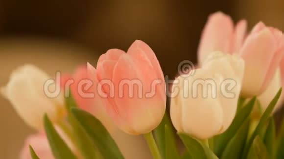 新鲜美丽的白色和粉红色郁金香春天的概念视频的预览图