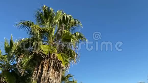 地中海沿岸的棕榈树4k录像土耳其安塔利亚视频的预览图