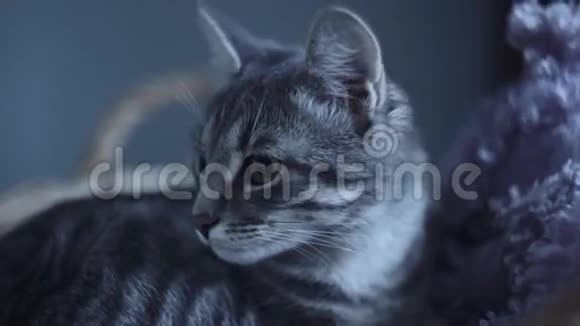 可爱的小猫猫躲在篮子里睡觉在晚上或晚上视频的预览图