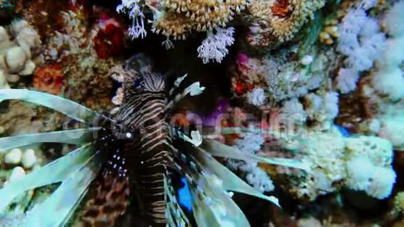狮子鱼在埃及附近的红海潜水视频的预览图