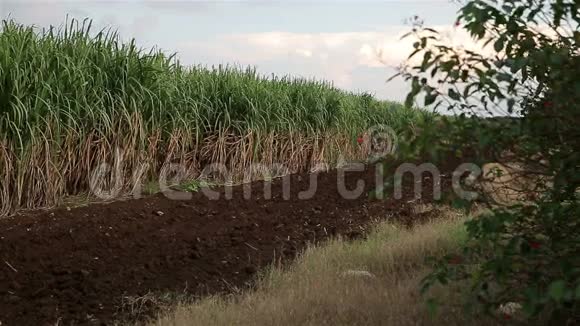 甘蔗种植园视频的预览图