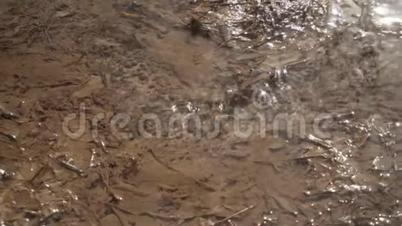 溪在秋林中特写镜头视频的预览图