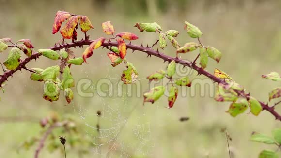带雨滴的蜘蛛网在野生黑莓植物上视频的预览图