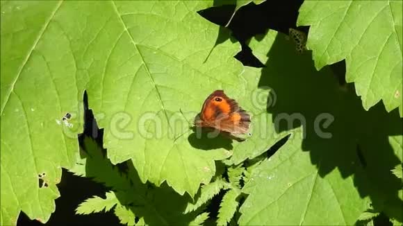 红蝴蝶在夏日的阳光下温暖翅膀视频的预览图